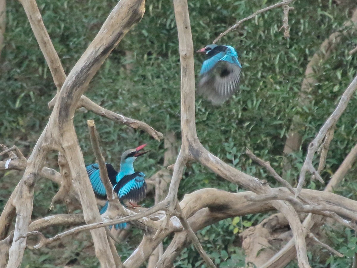 blåbrystisfugl - ML644576975