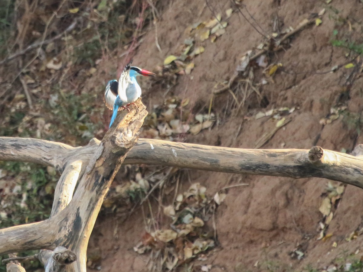 blåbrystisfugl - ML644576976