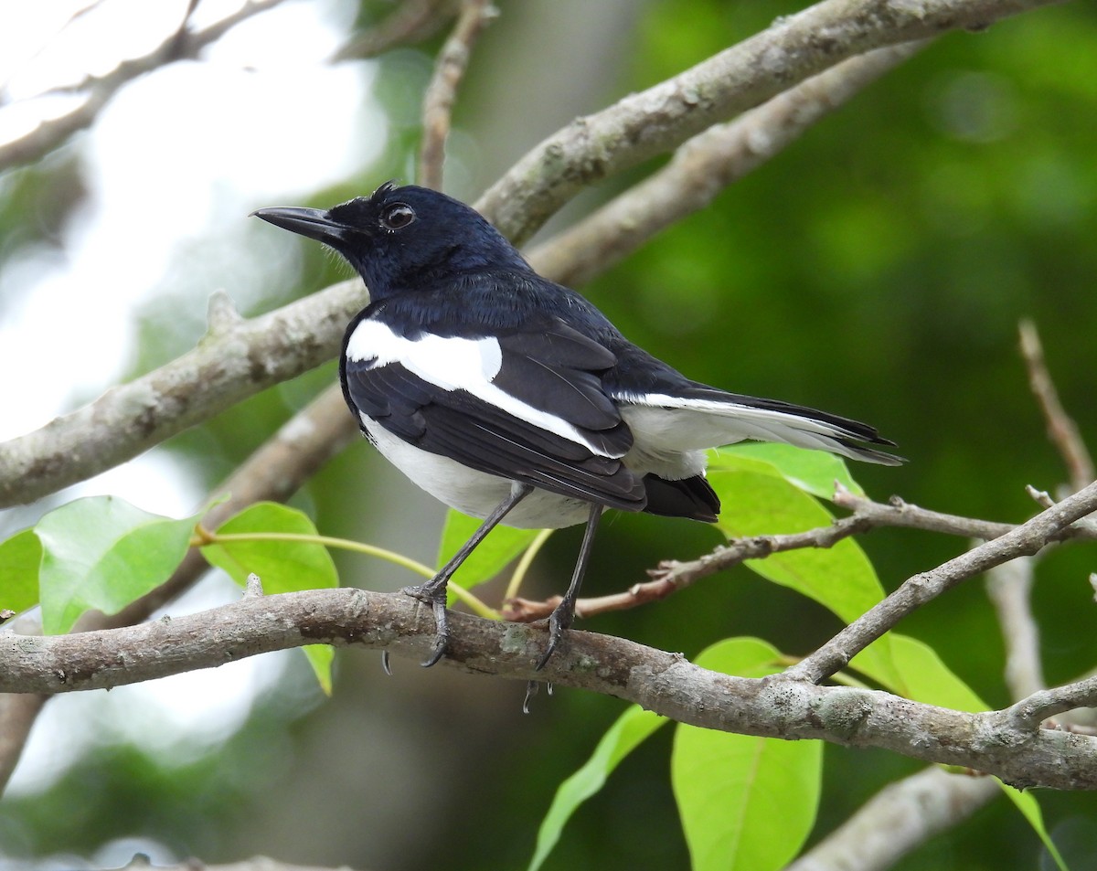 orientskjæreskvett - ML644576977