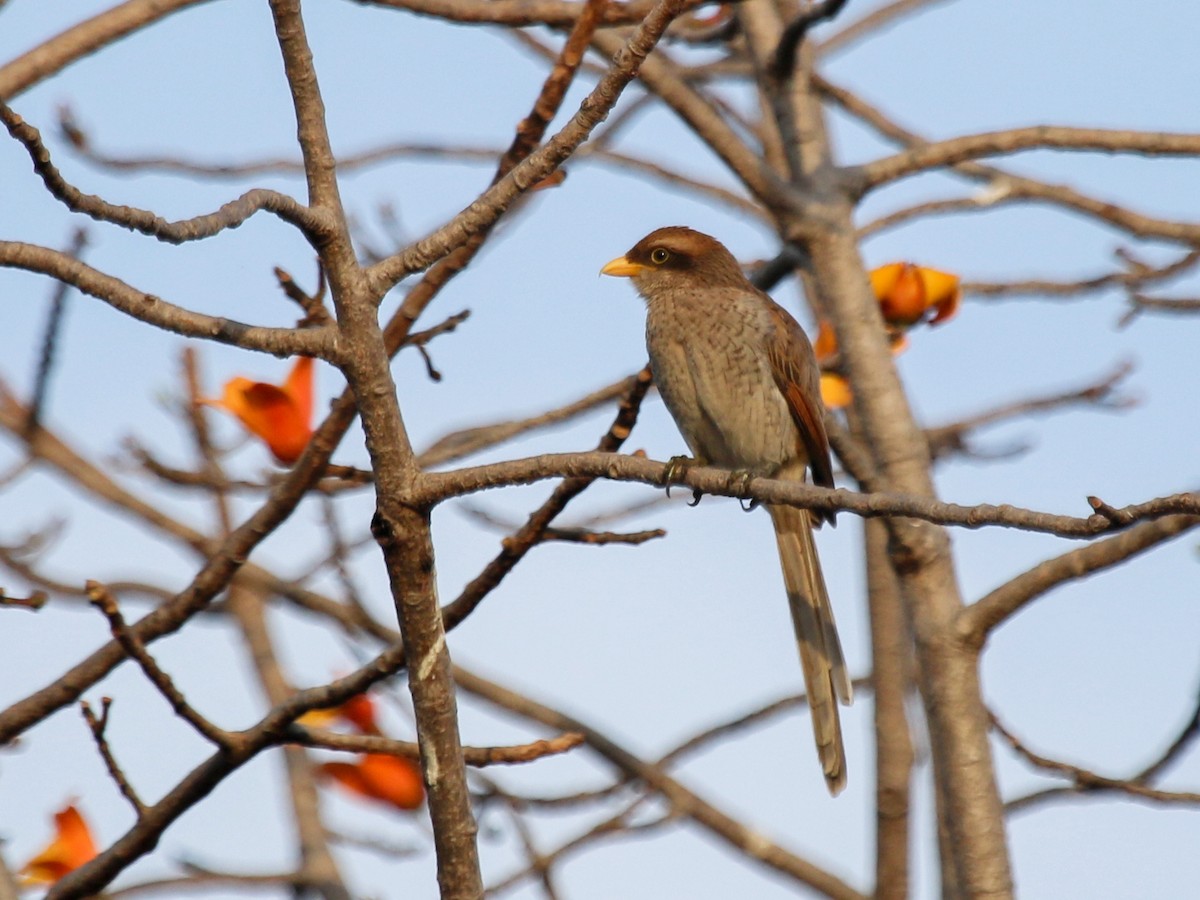 gulnebbvarsler - ML644576978