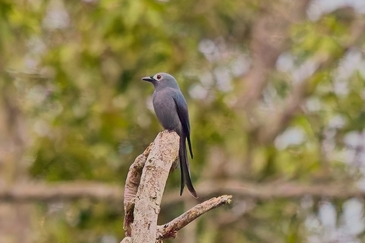 askedrongo - ML644576980