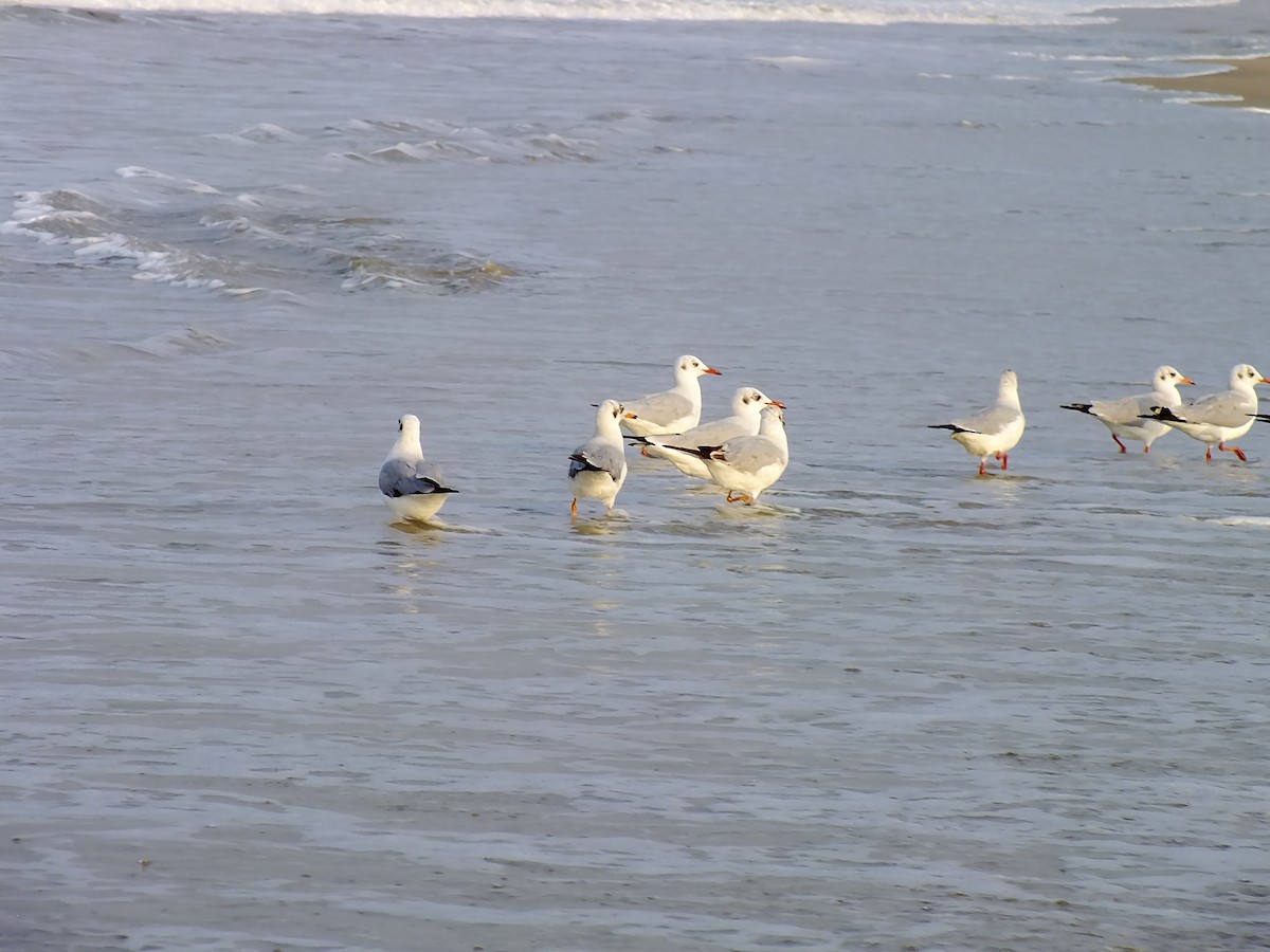 hettemåke - ML644576981