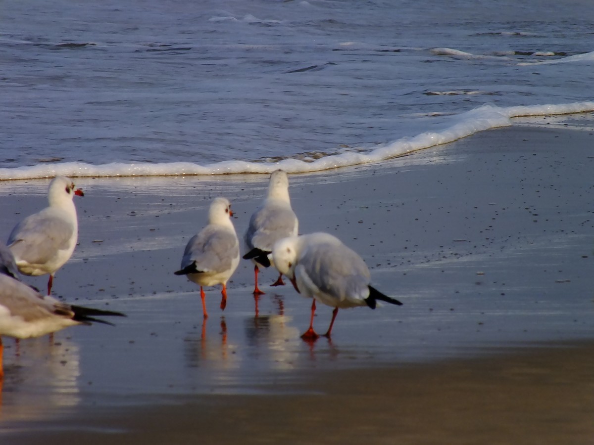 hettemåke - ML644576982