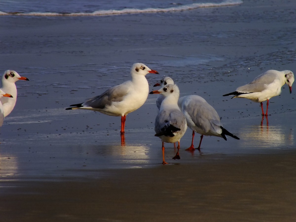 hettemåke - ML644576983