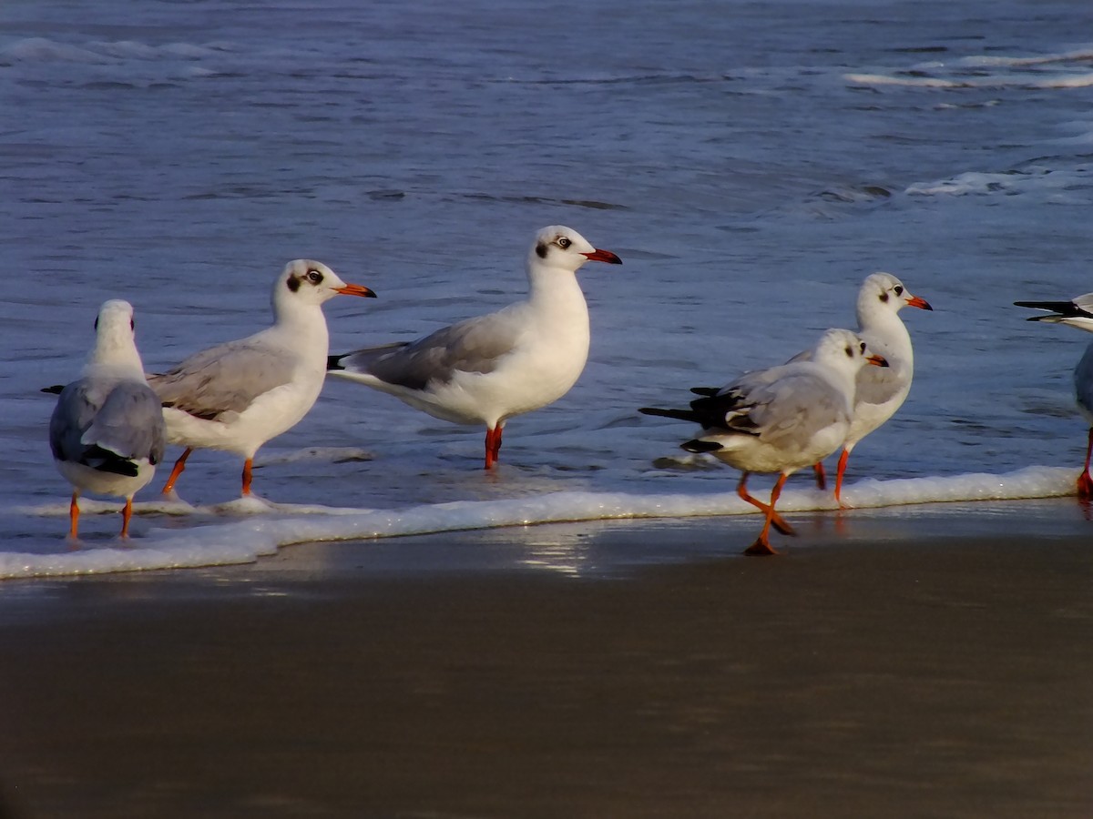 hettemåke - ML644576984