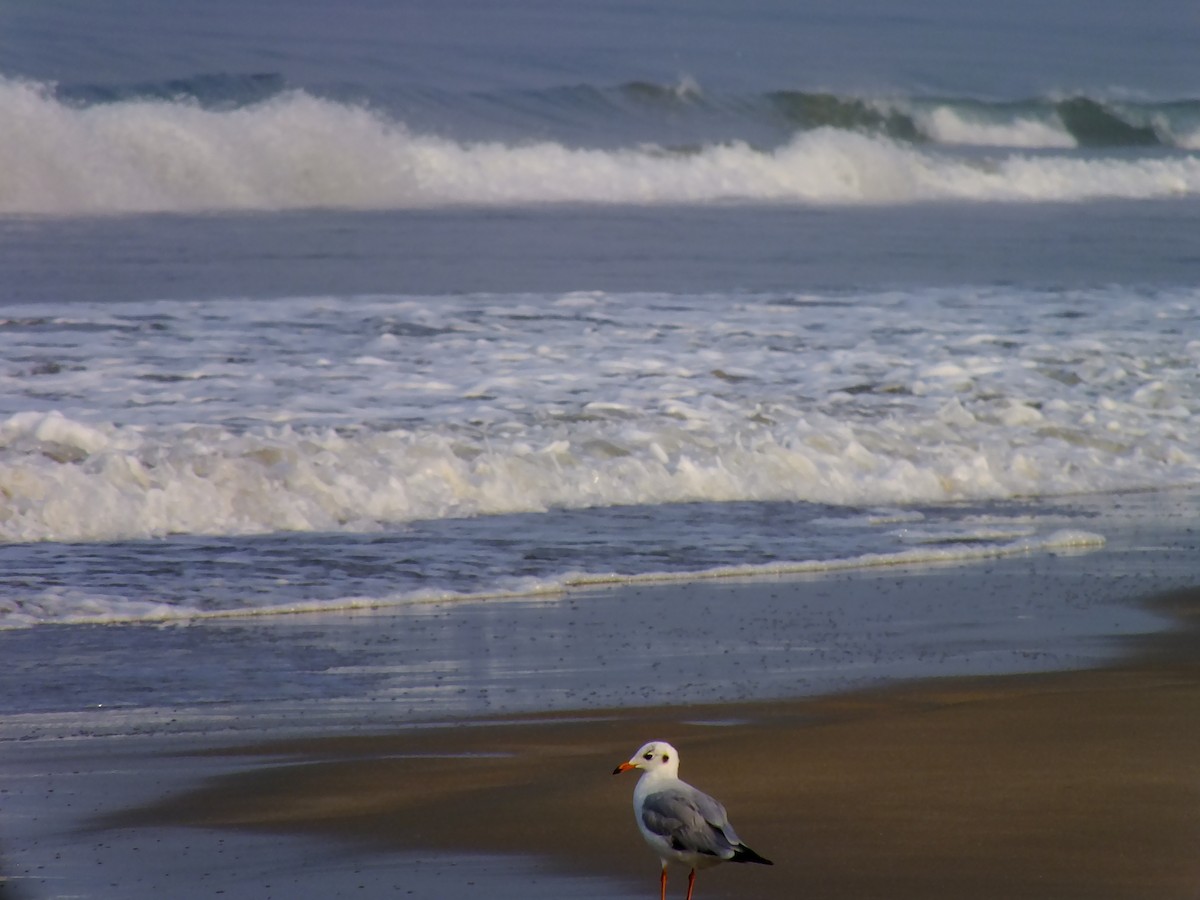 hettemåke - ML644576985