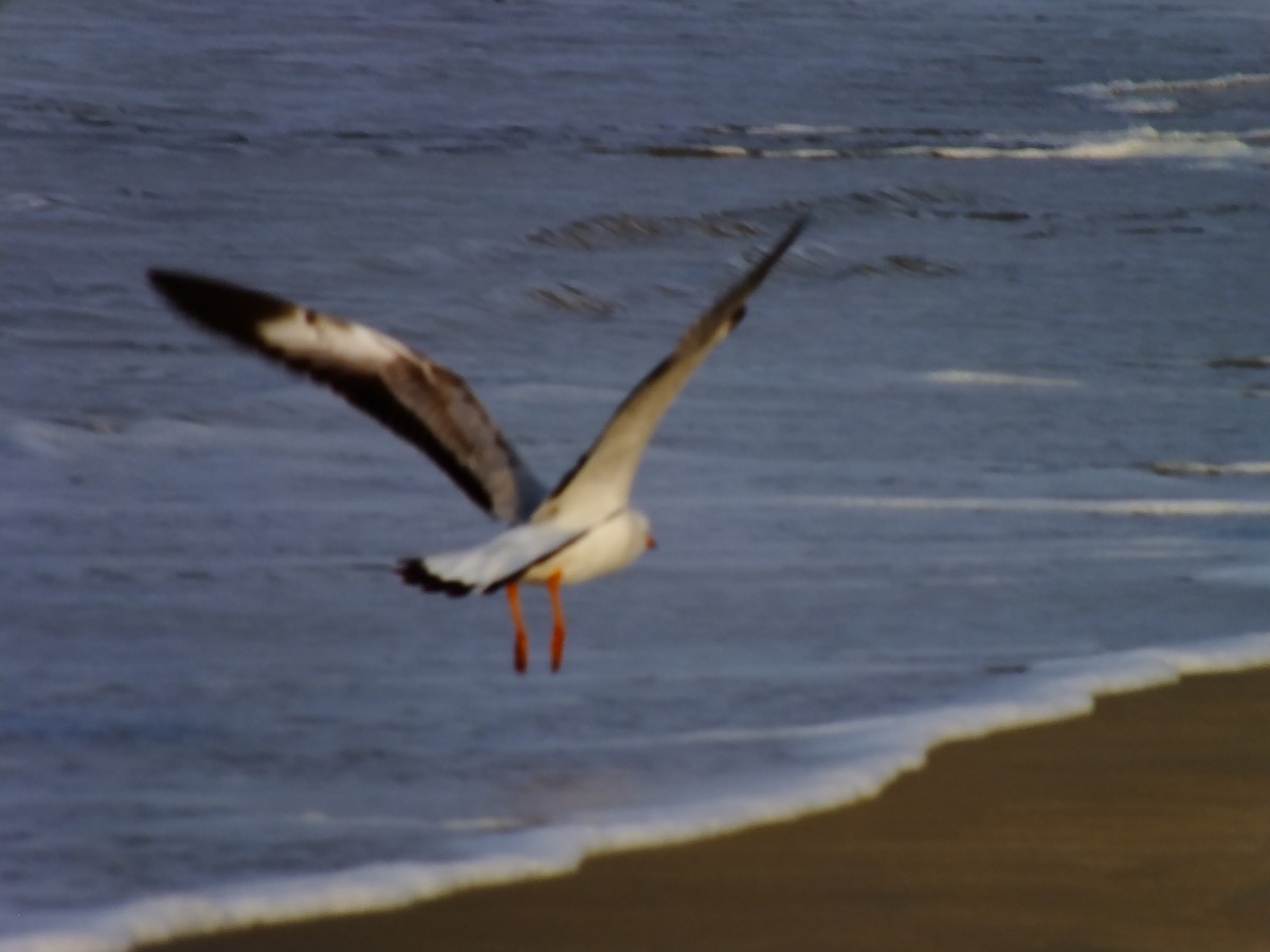 hettemåke - ML644576986