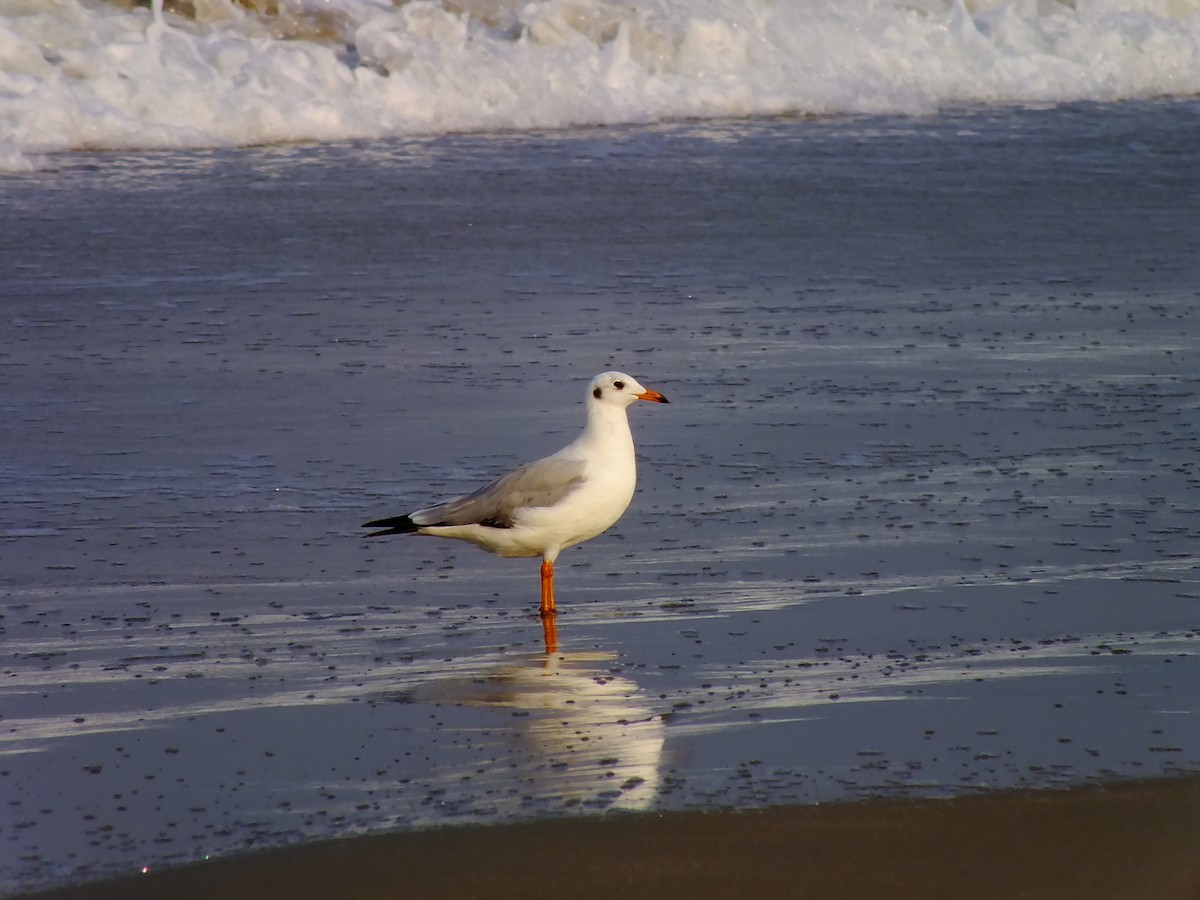 hettemåke - ML644576988