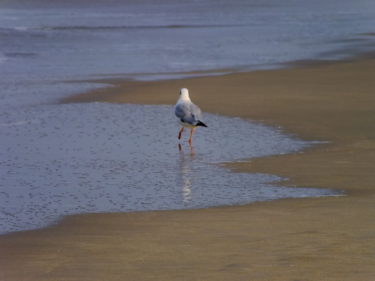 hettemåke - ML644576989