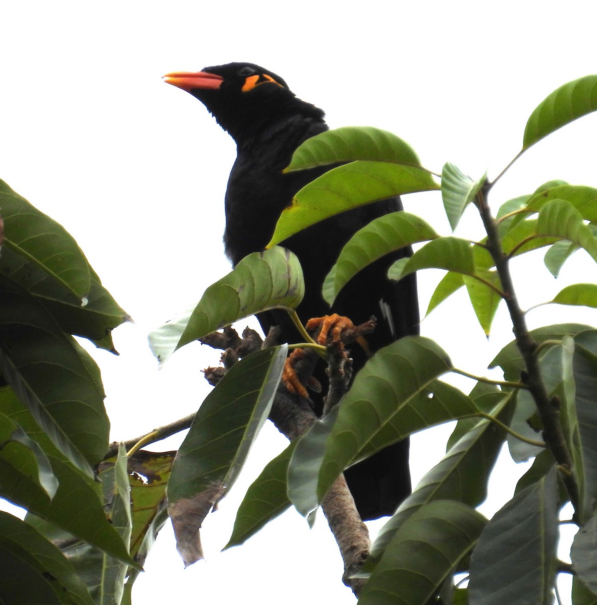 beostær - ML644576990