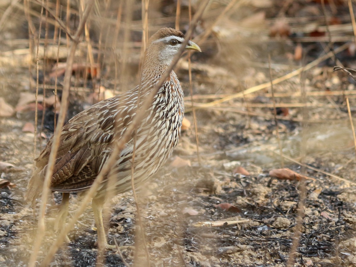 hvitbrynfrankolin - ML644576991