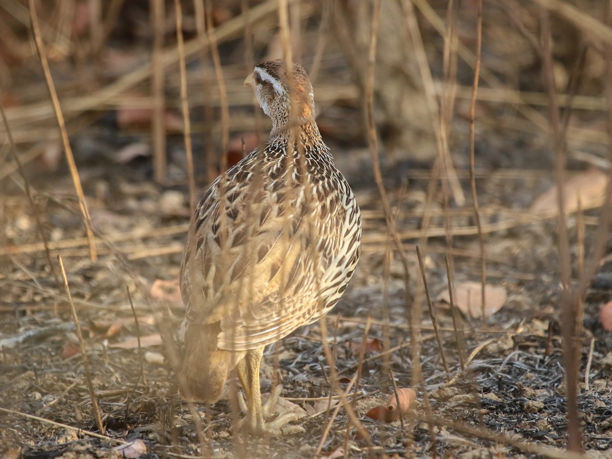 hvitbrynfrankolin - ML644576992