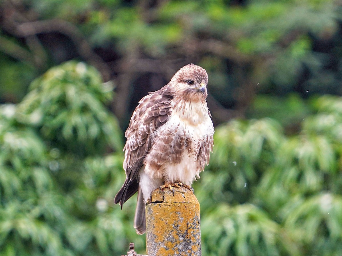 amurvåk - ML644576998