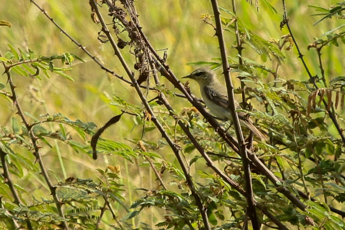 løvsanger - ML644576999