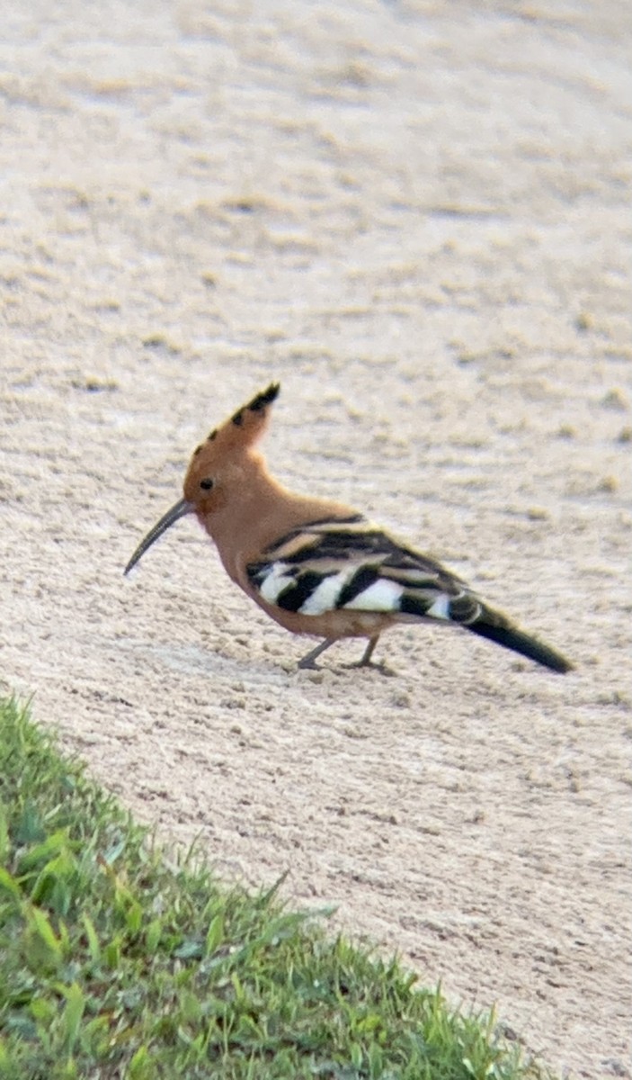 hærfugl - ML644577000