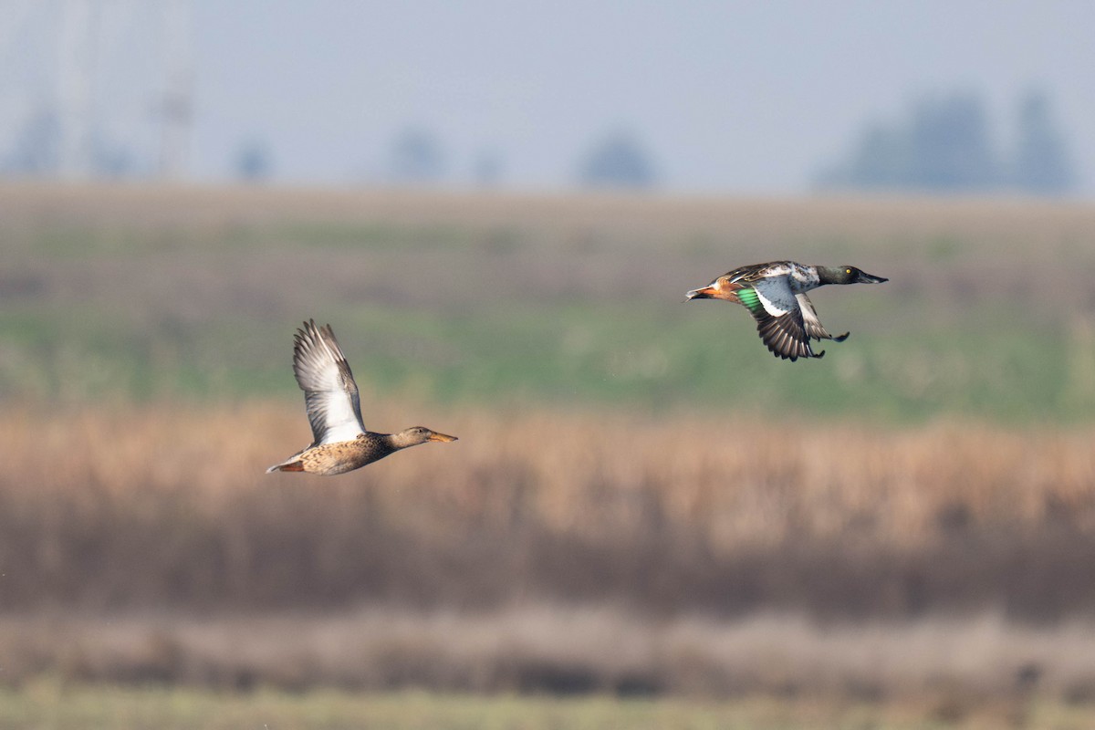 Kaşıkgaga - ML644577009