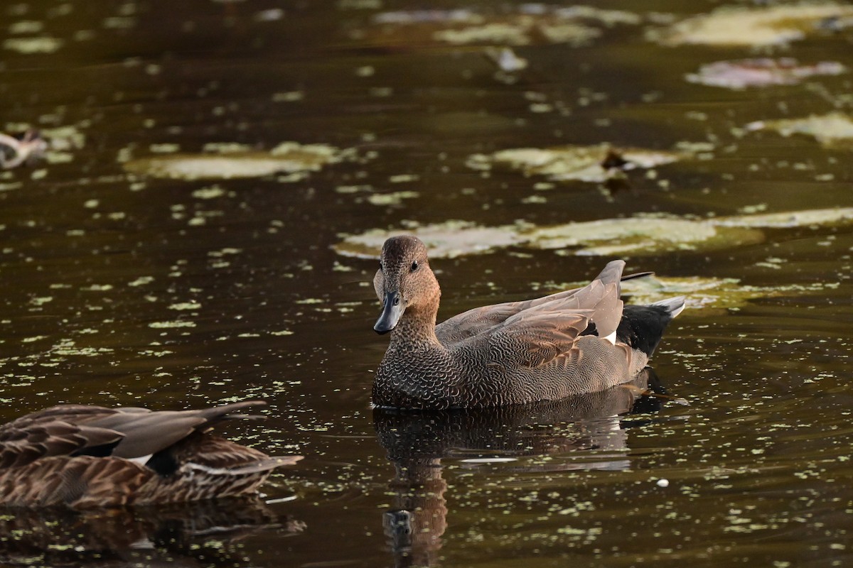Gadwall - ML644577010