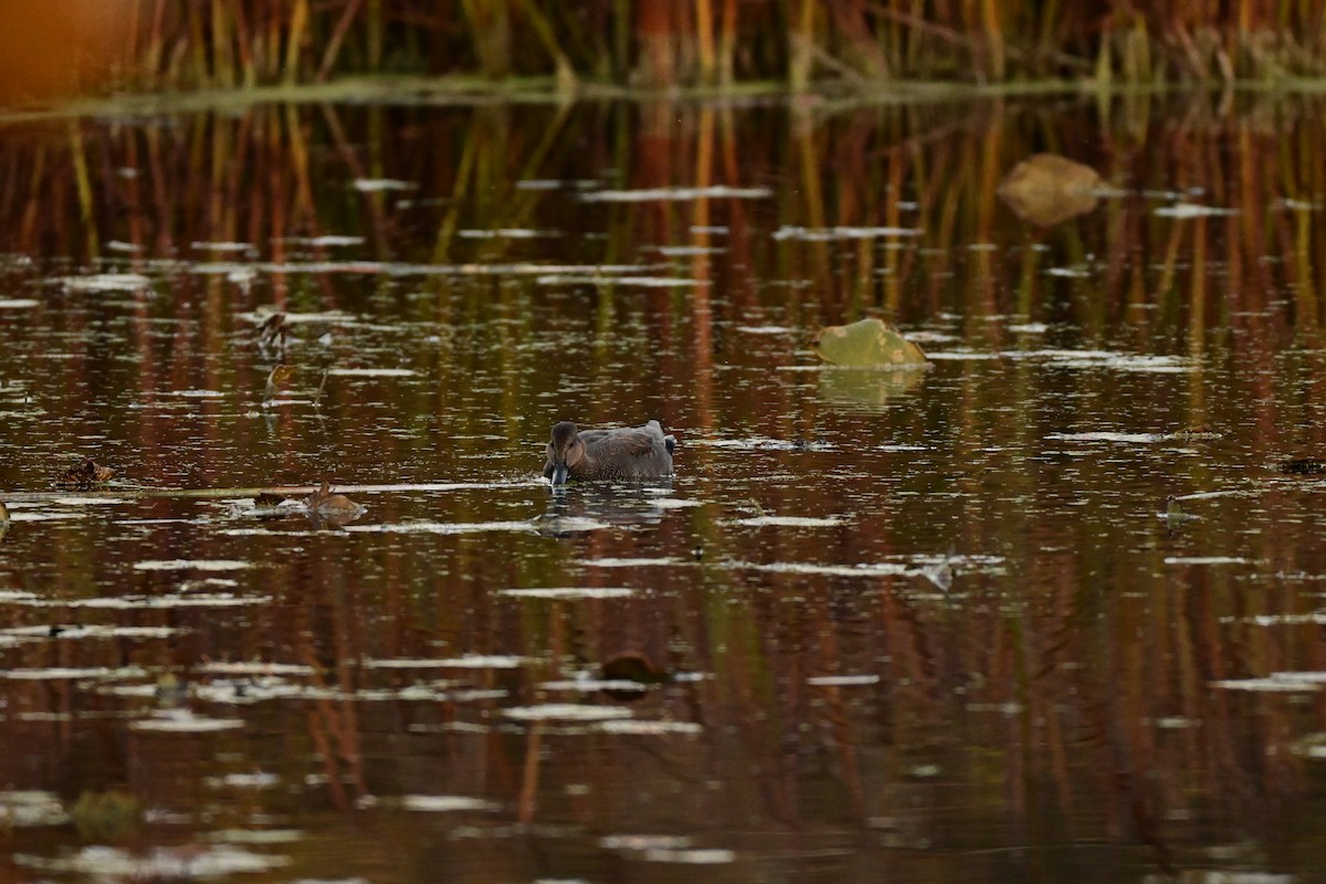 Gadwall - ML644577011