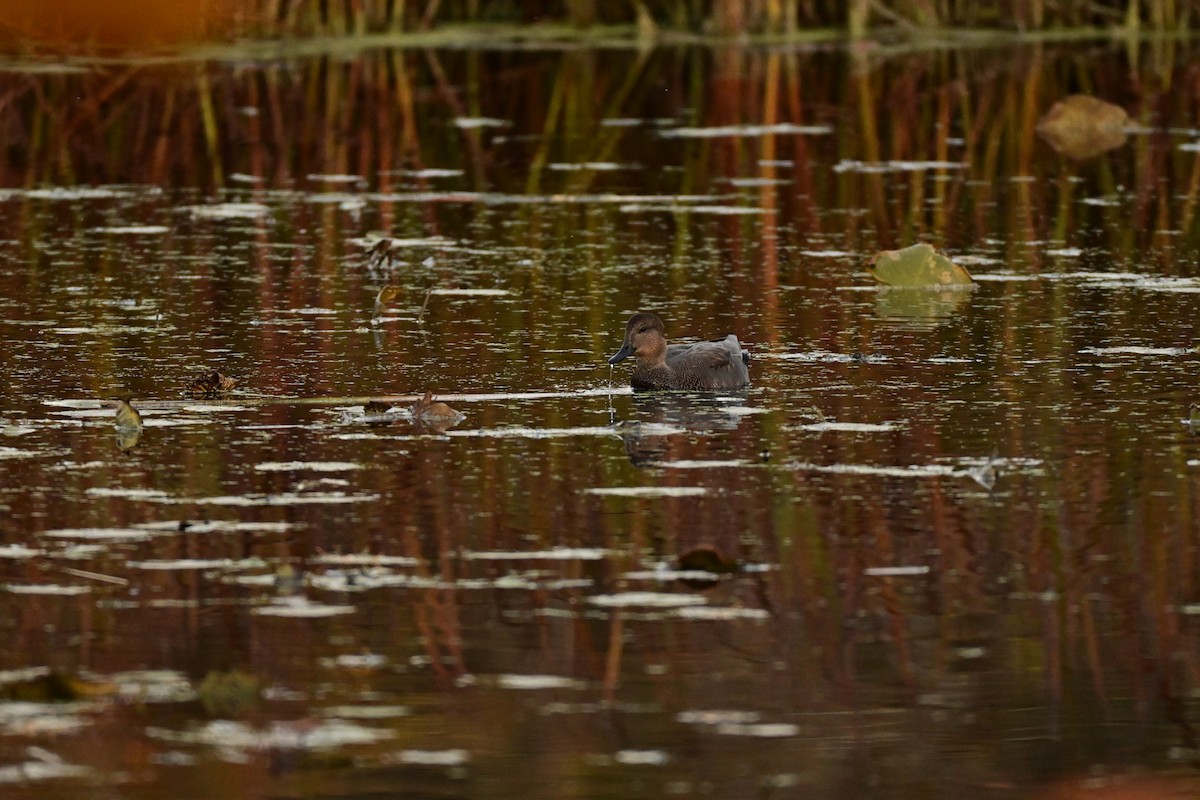 Gadwall - ML644577012