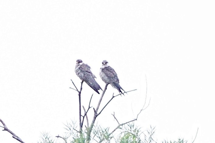 Amur Falcon - ML644577016