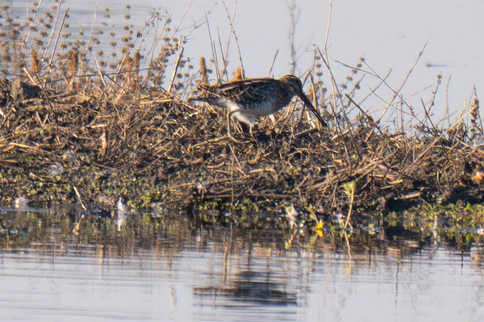 Wilson Suçulluğu - ML644577020