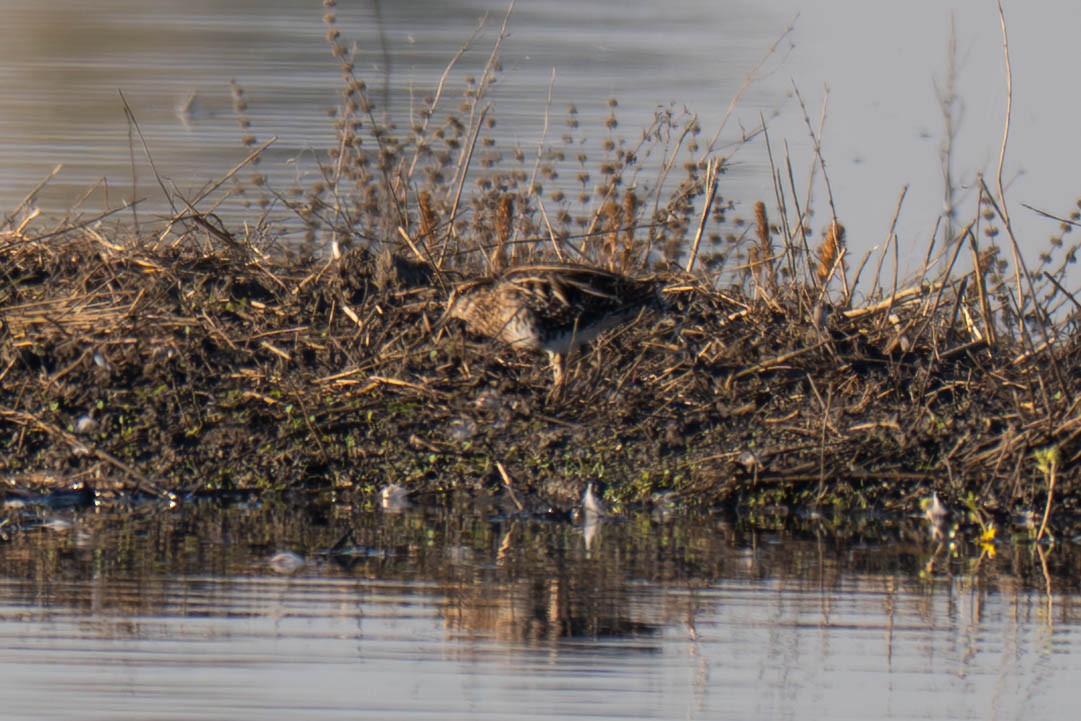 Wilson Suçulluğu - ML644577021