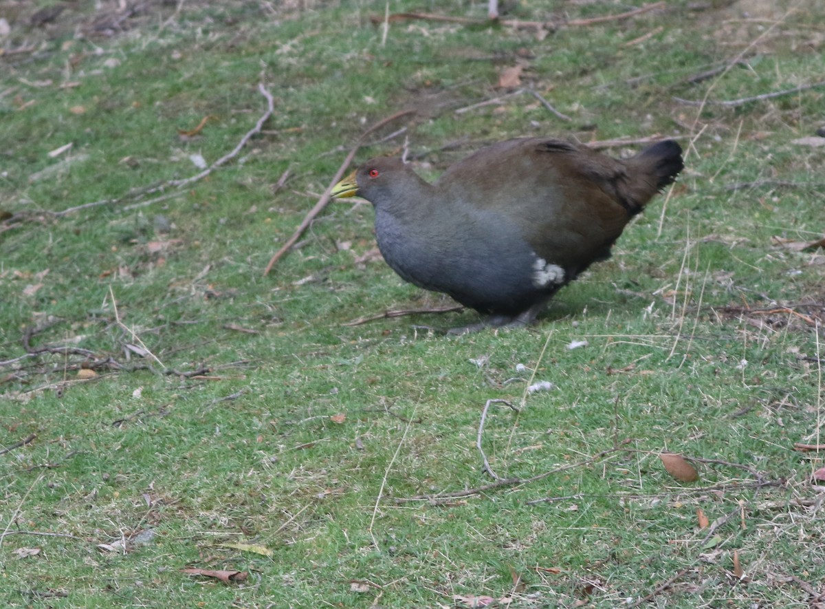 Tasmanian Nativehen - ML644577025