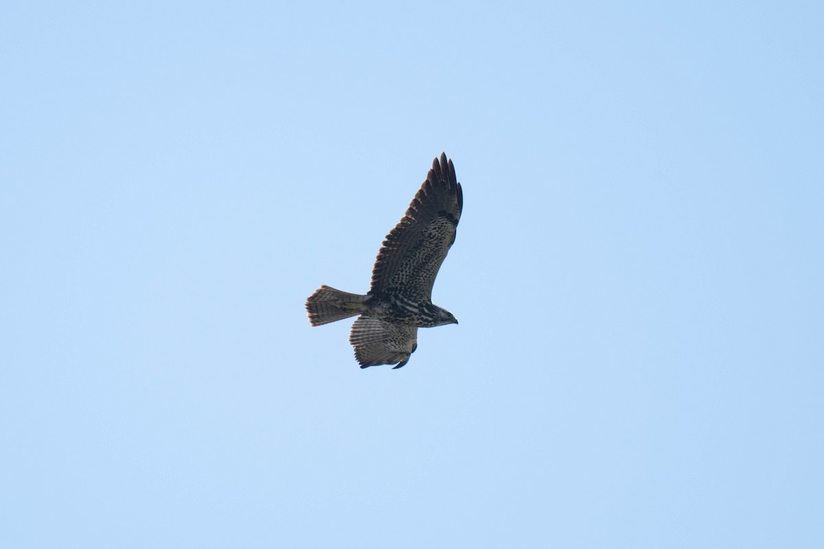 Swainson's Hawk - ML644577034