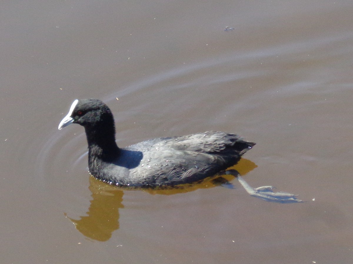Eurasian Coot - ML644577036