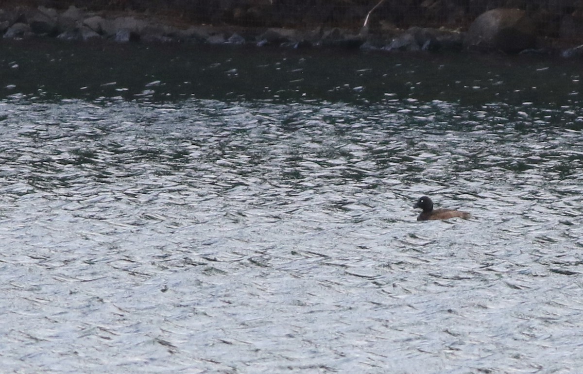 Hardhead - ML644577038