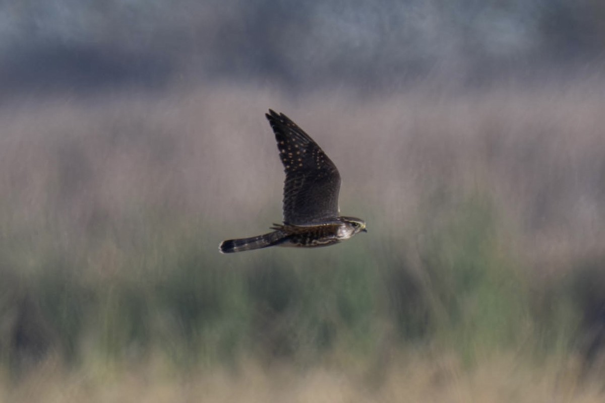 Boz Doğan - ML644577039