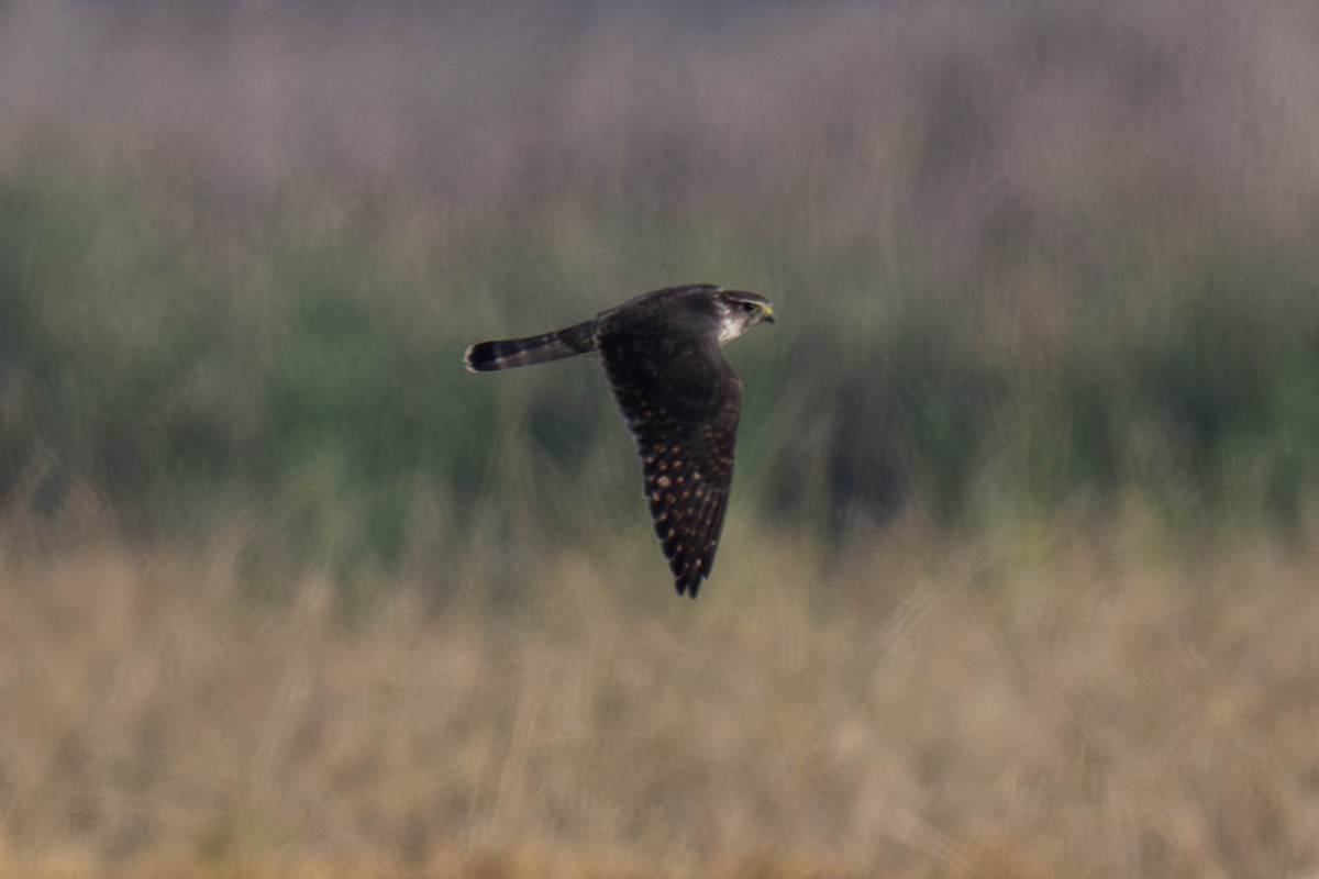 Boz Doğan - ML644577041