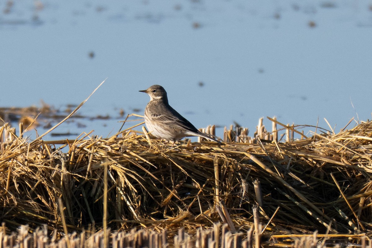 Amerika İncirkuşu - ML644577044