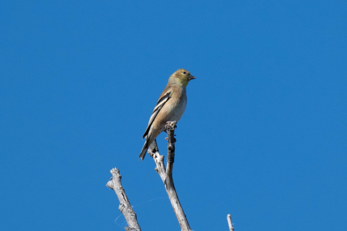 American Goldfinch - ML644577046