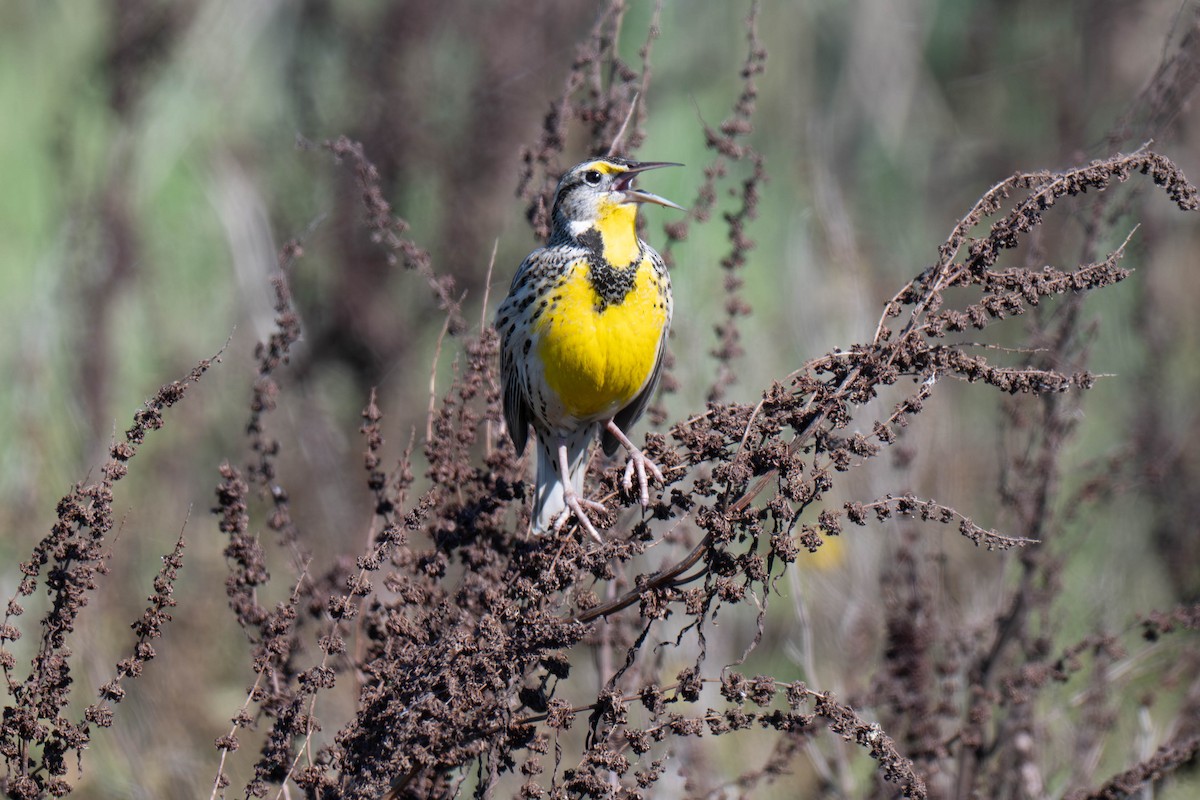 Batılı Tarlasığırcığı - ML644577047