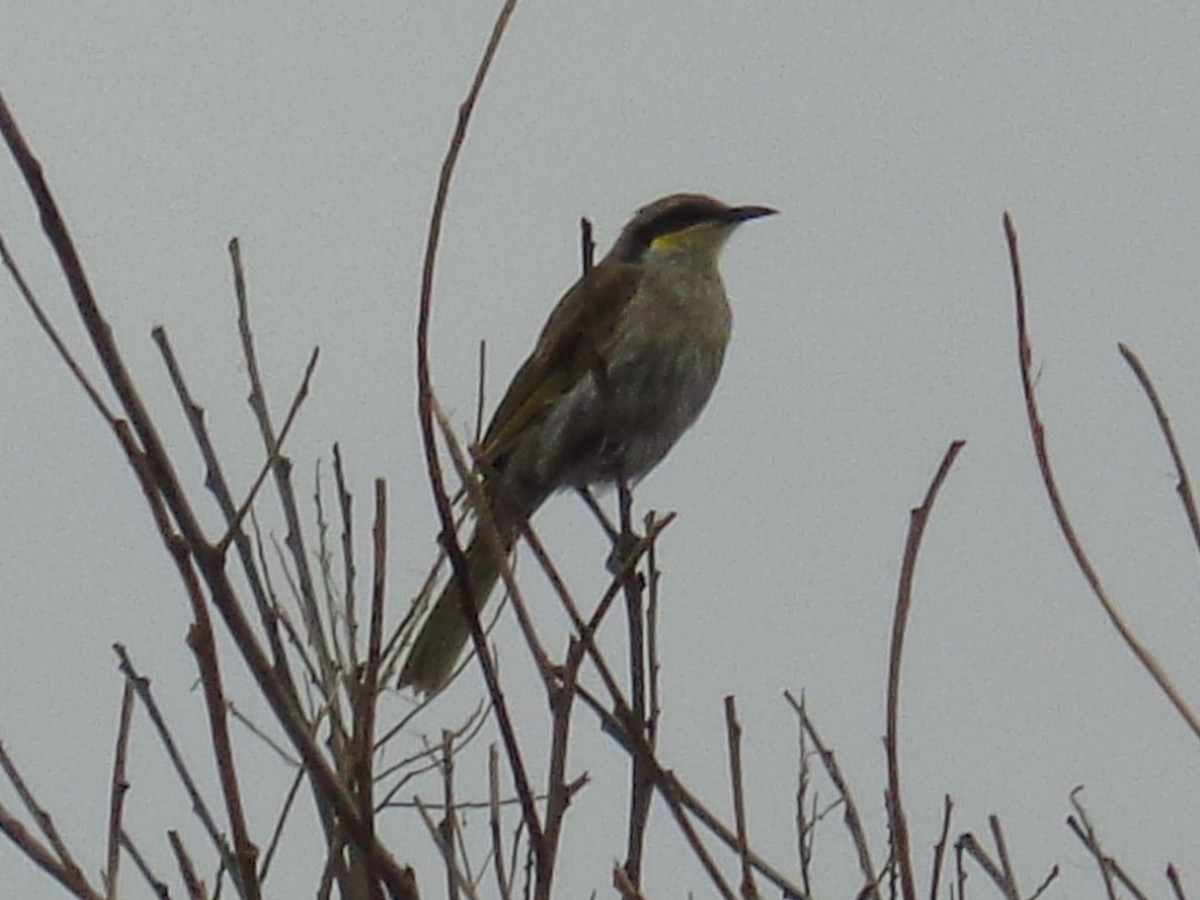 Singing Honeyeater - ML644577052