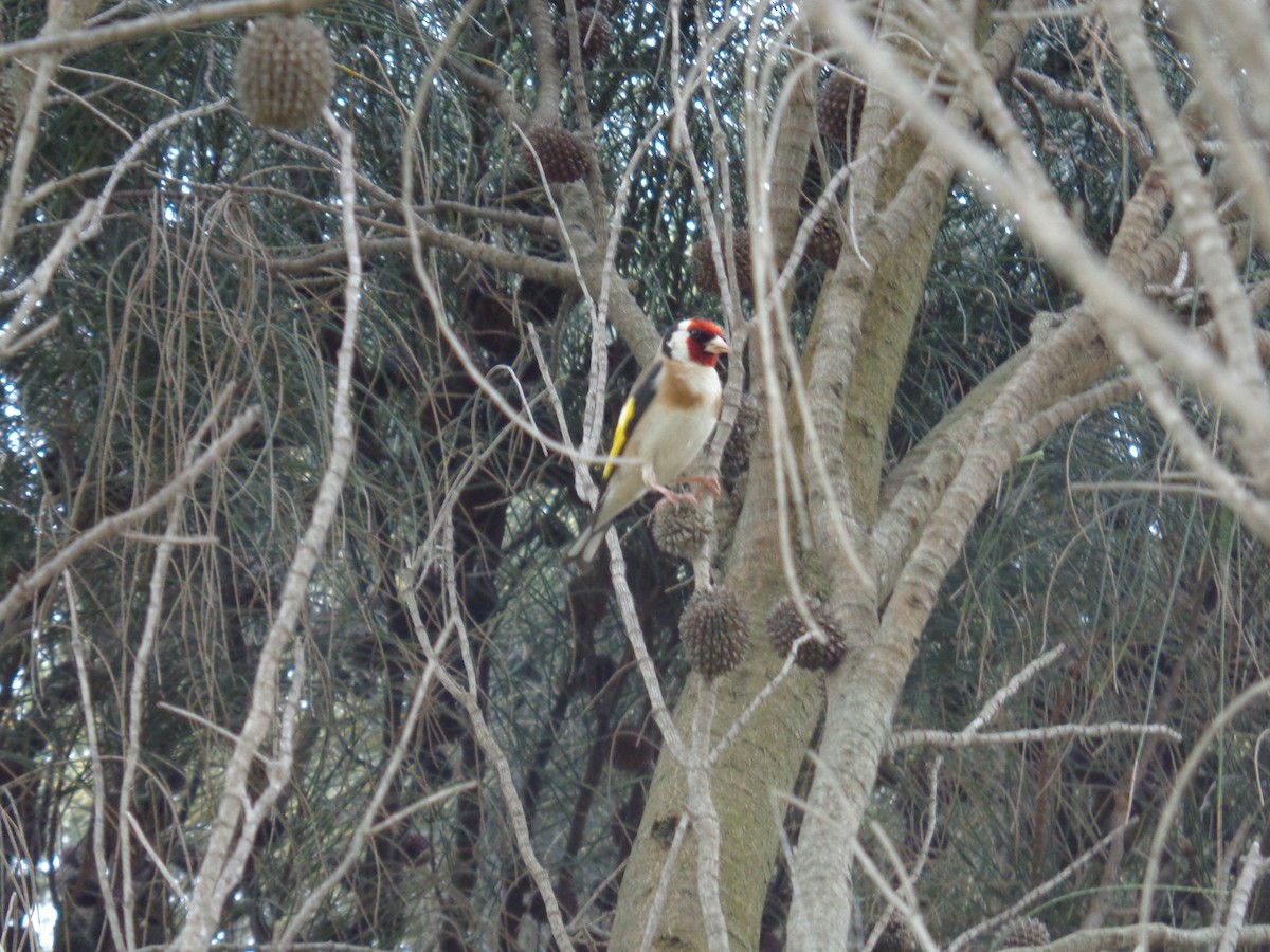 European Goldfinch - ML644577054