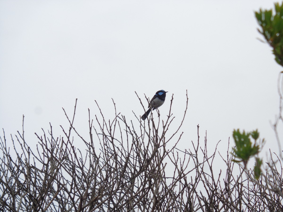 Superb Fairywren - ML644577055