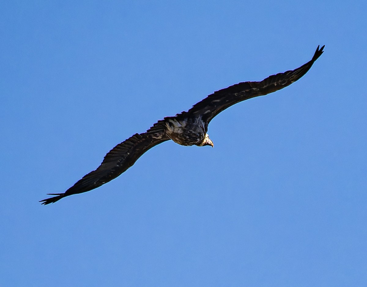 Lappet-faced Vulture - ML644577058