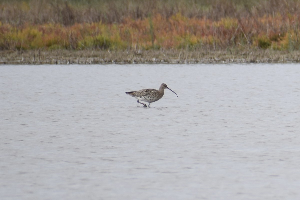 Eurasian Curlew - ML644577063