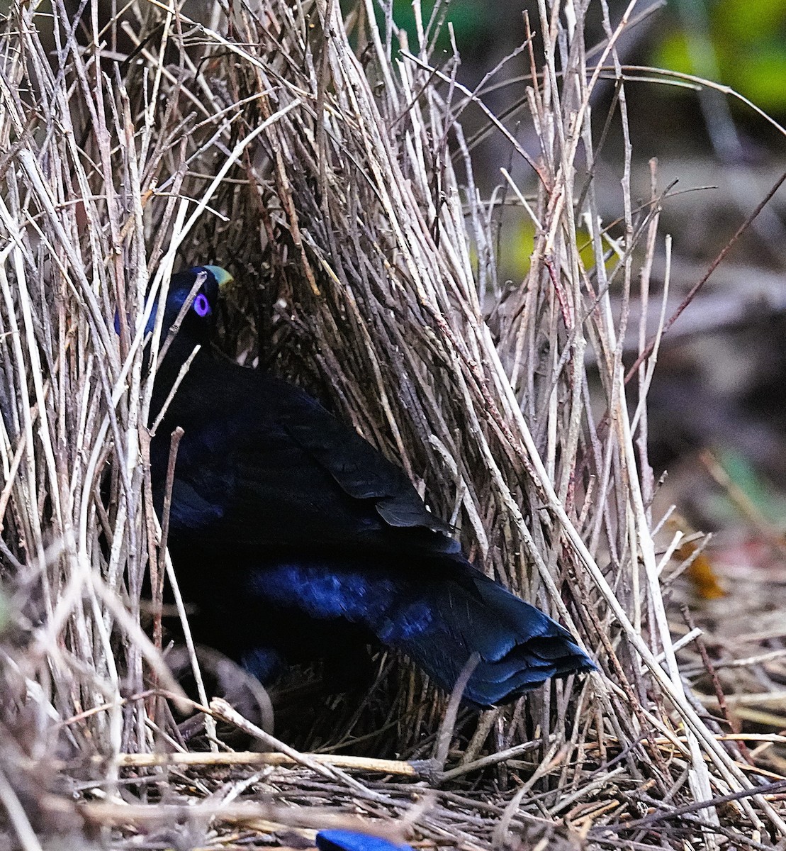 atlaskgartner - ML644577064