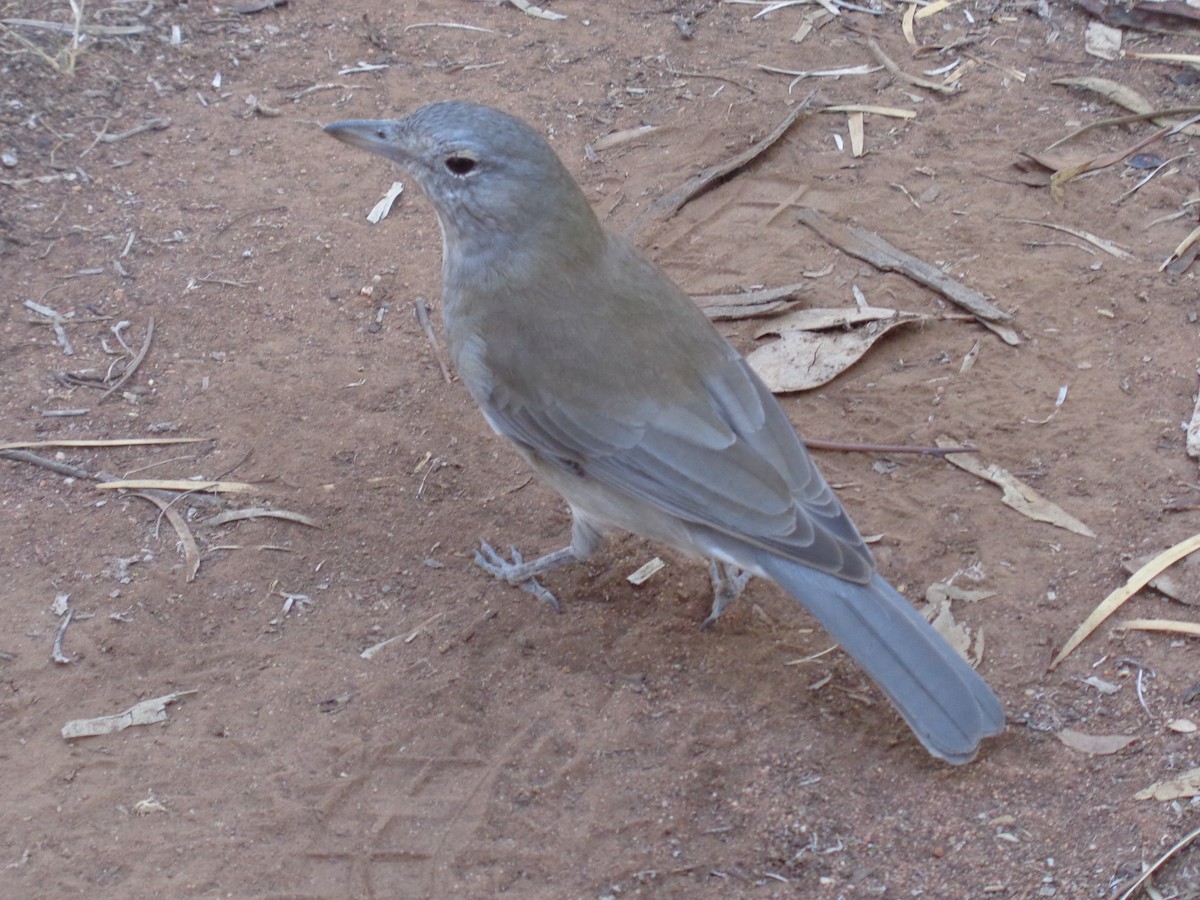 Gri Islıkçıardıç - ML644577069