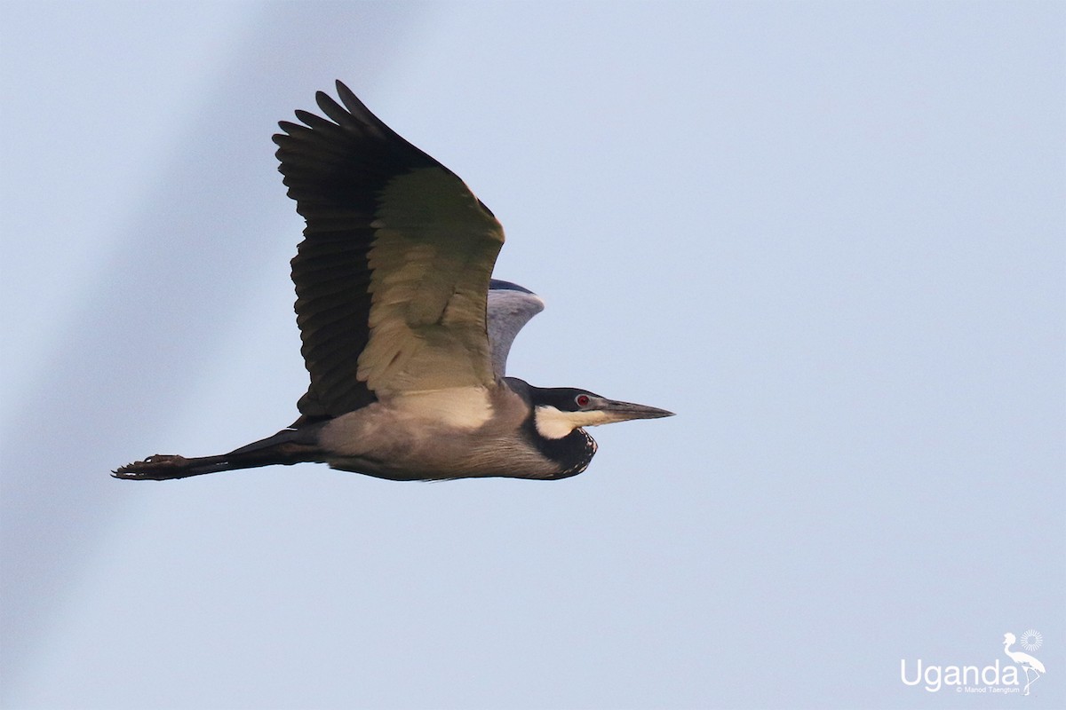 Black-headed Heron - ML644577070