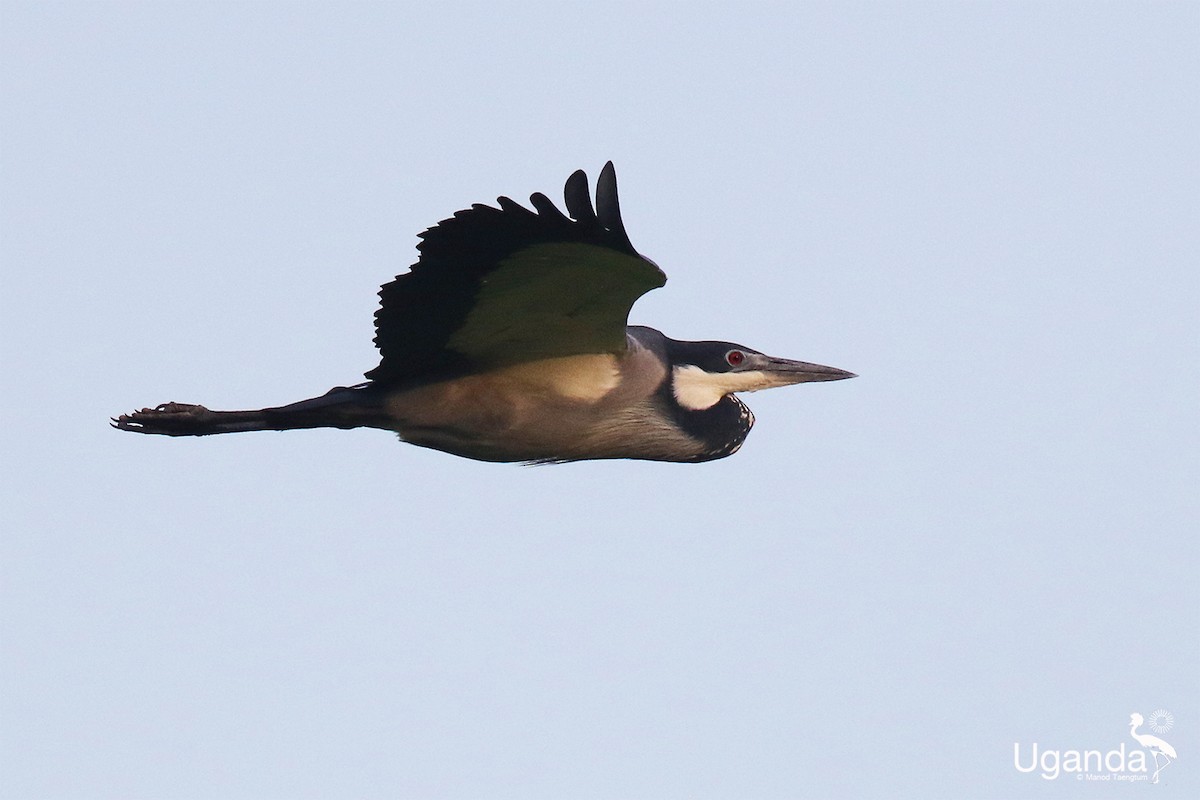 Black-headed Heron - ML644577071