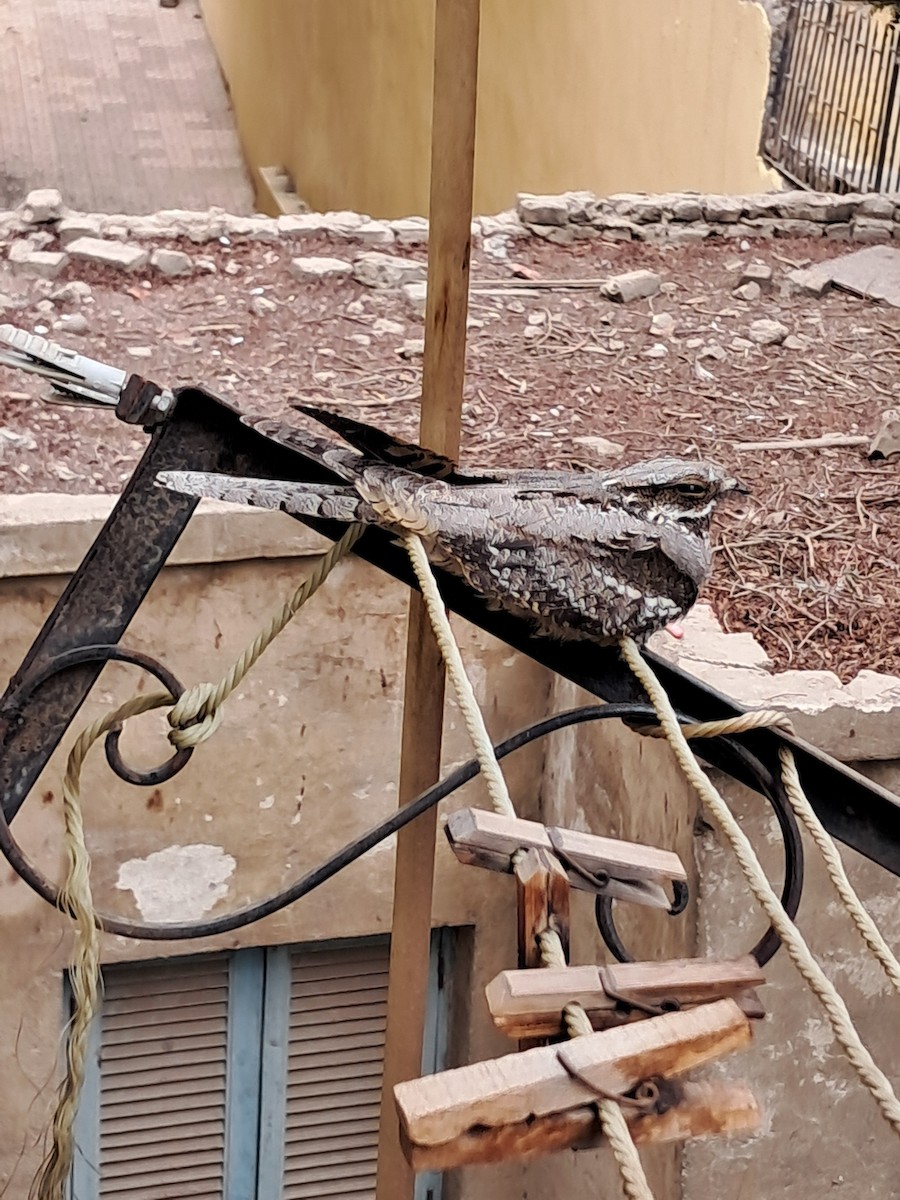 Eurasian Nightjar - Ahmed Ismail