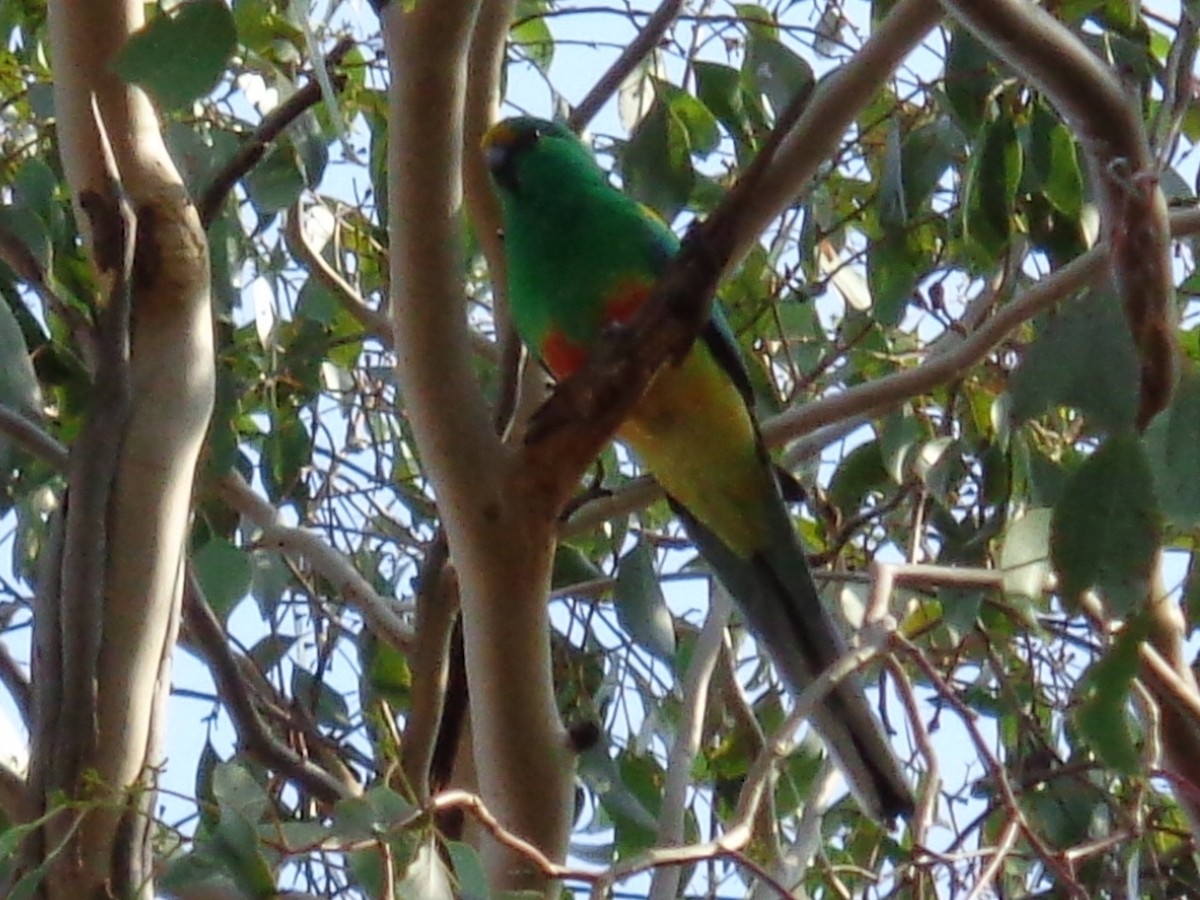 Mulga Parrot - ML644577073