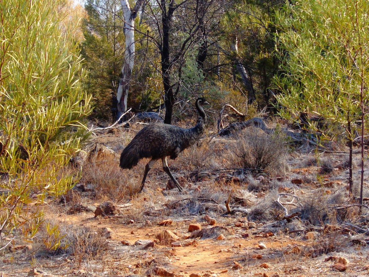 Émeu d'Australie - ML644577079