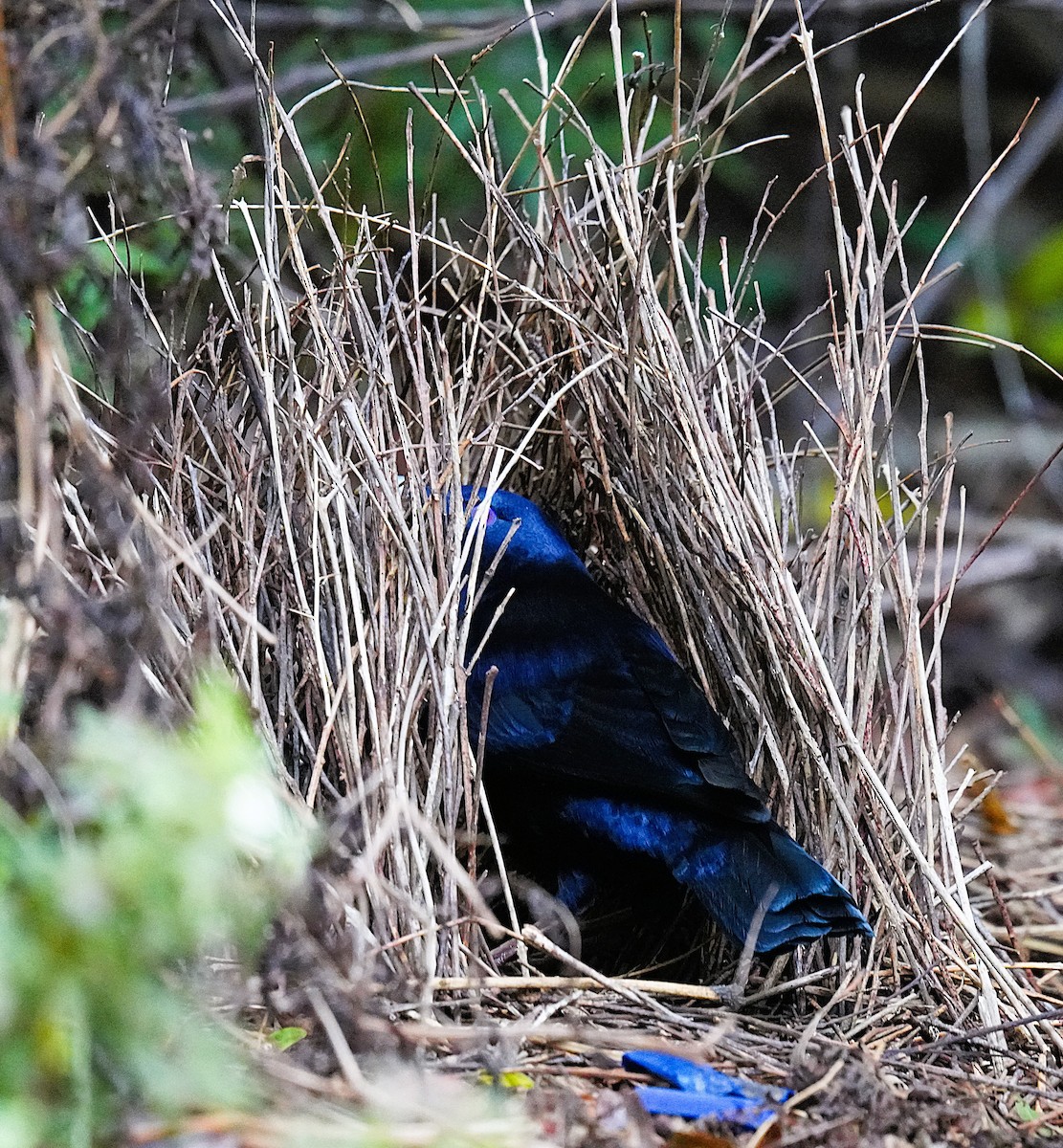 atlaskgartner - ML644577080