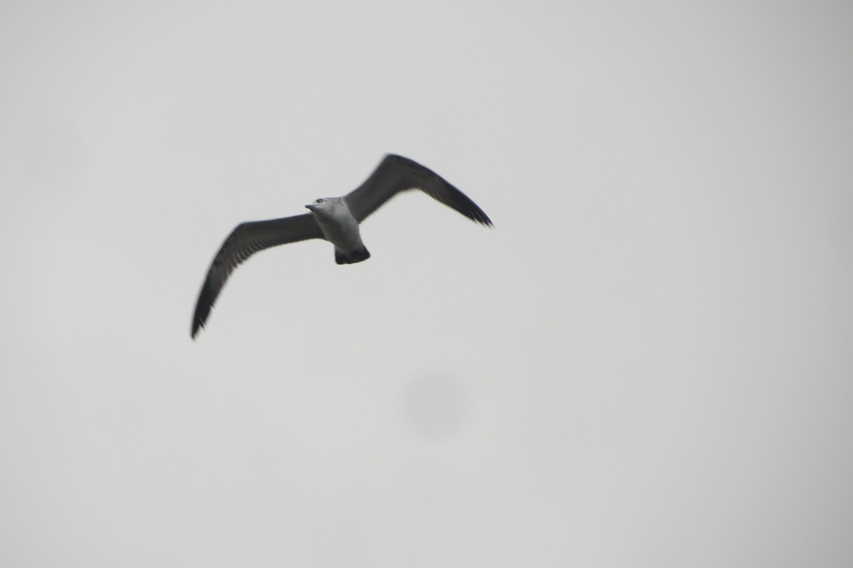 Pallas's Gull - ML644577081