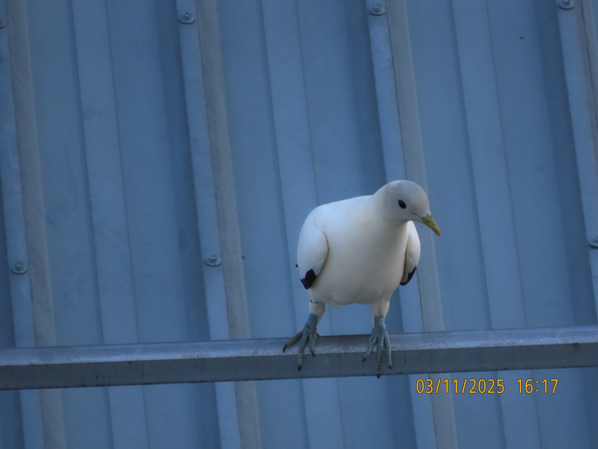 Torresian Imperial-Pigeon - ML644577084
